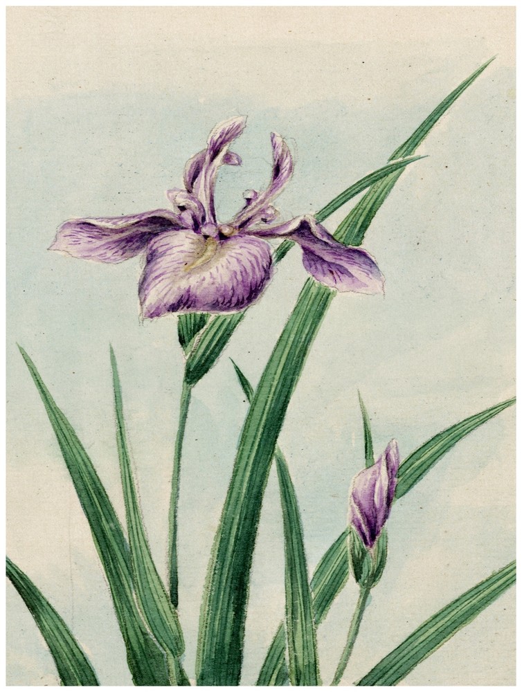 8015.Wild flowers.purple petals.long green leaves of grass.POSTER.art wall decor