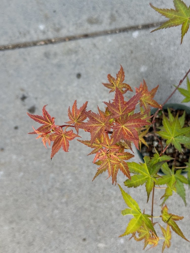 Beni chidori, Japanese maple, acer palmatum. Cutting grown for bonsai.