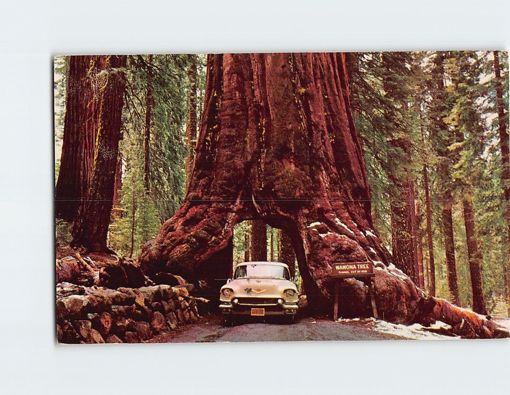 Postcard Wawona Tunnel Tree Yosemite National Park California USA