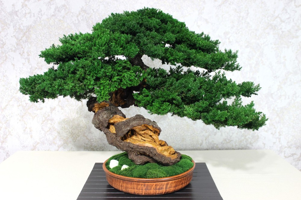 Bonsai Tree made from preserved  Juniper and Moss.  20,08
