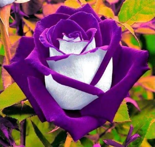 100Pcs White Purple Rose Seeds Flower Perennial Flowers Seed Bloom