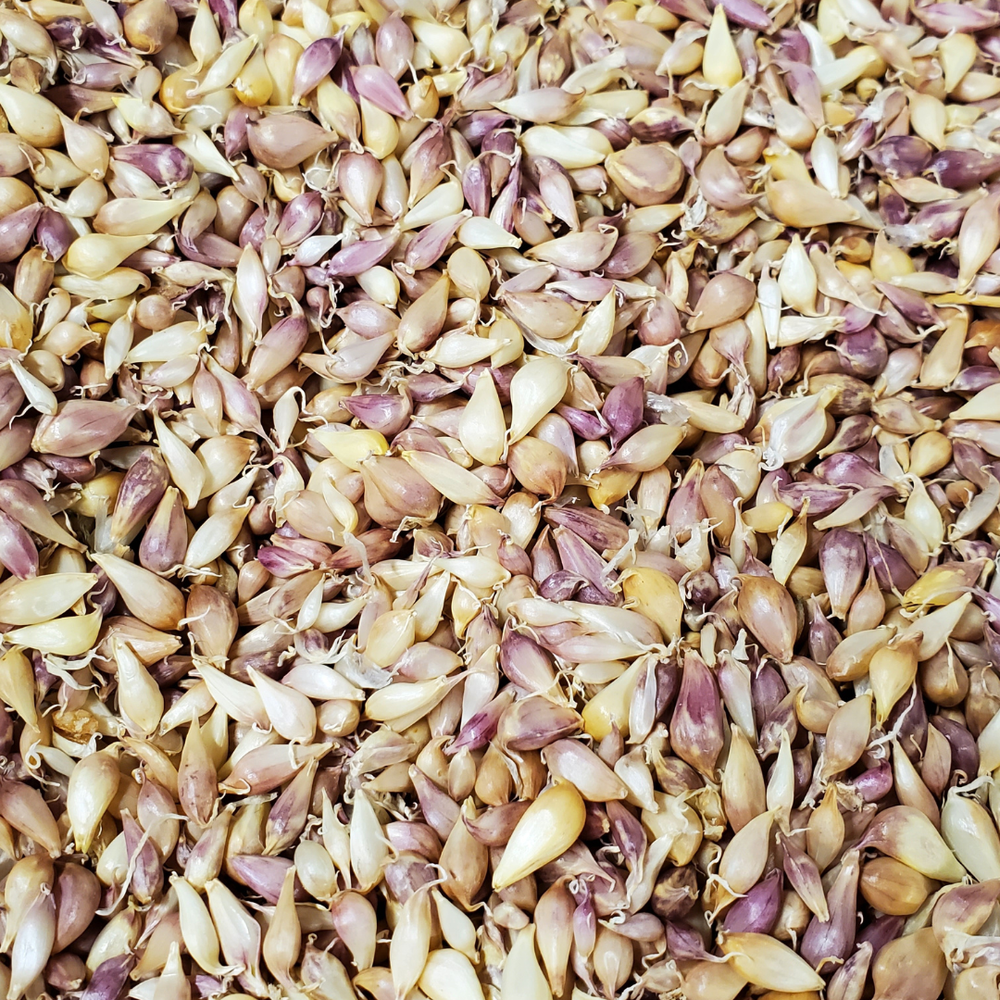 100+ German Extra Hardy Garlic Bulbils - Heirloom Variety - Plant and Grow!