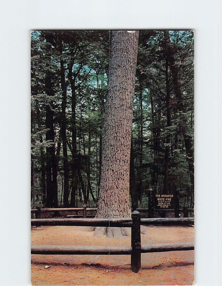 Postcard The Monarch Pine  At Hartwick Pines State Park Grayling  Michigan