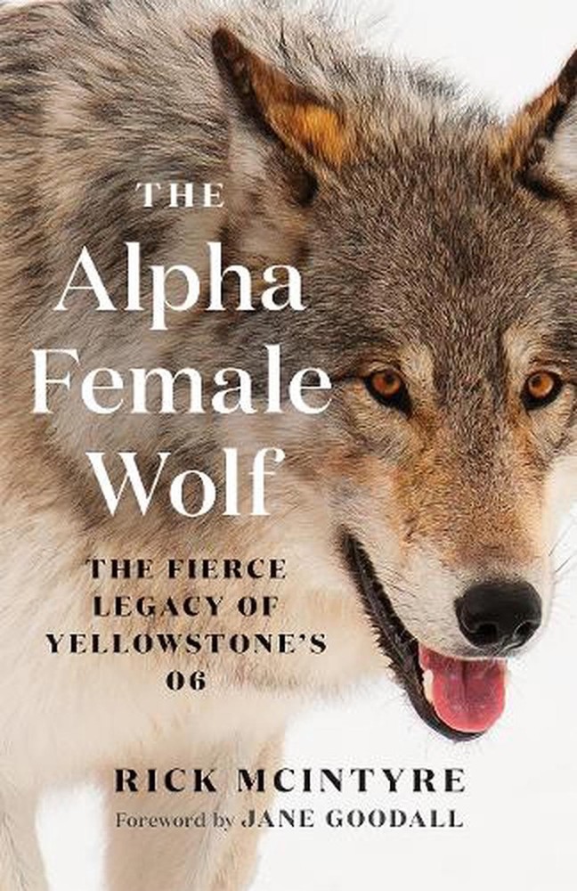 The Alpha Female Wolf: The Fierce Legacy of Yellowstone's 06 by Rick McIntyre Pa