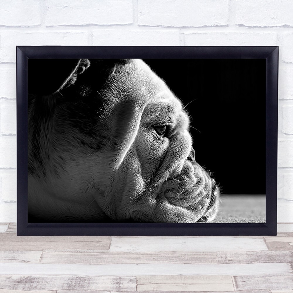 Between The Folds Dog Pet Pets Canine Bulldog Wrinkles Cute Wrinkled Art Print