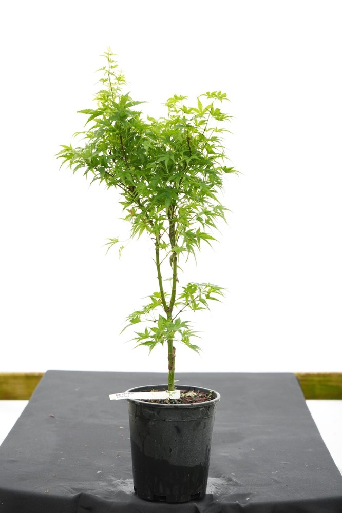 Acer palmatum 'Lima Gold' Dwarf Japanese Maple 1 Gallon