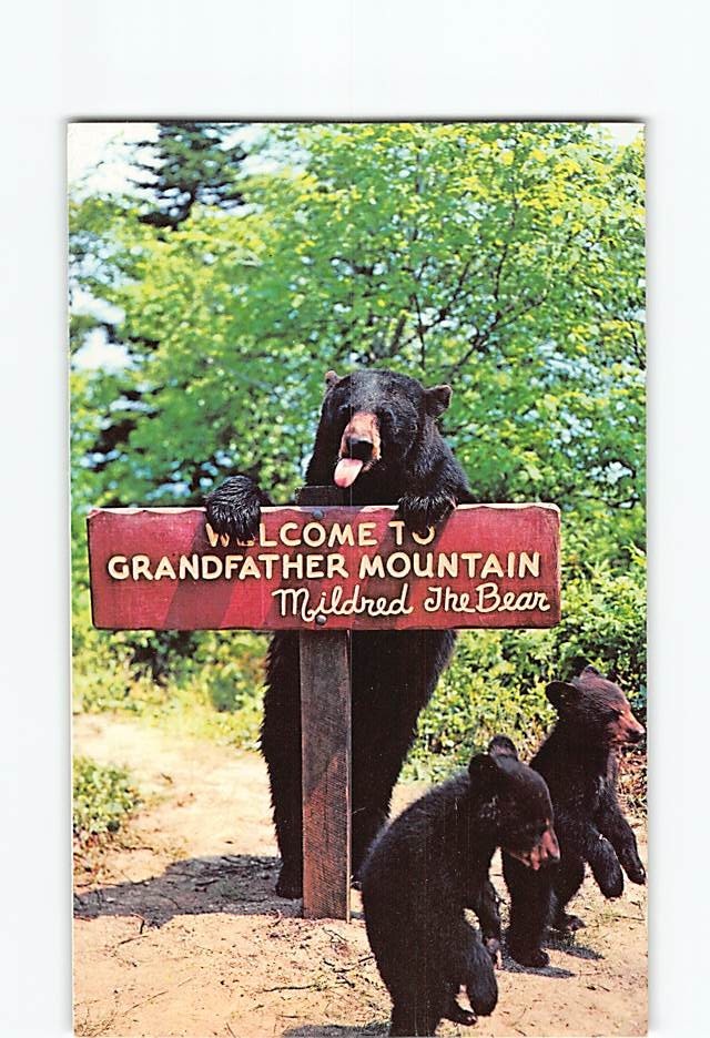 Postcard Mildred Maxi and Mini Grand Father Mountain Bears Linville NC USA