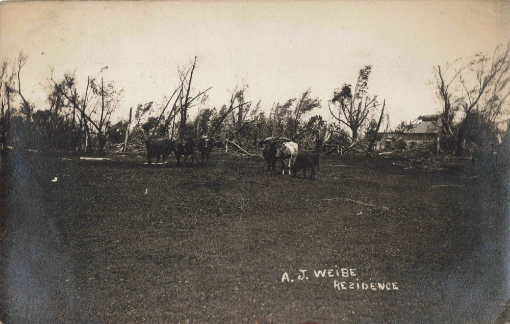 RPPC Windom MN 1908 WJ WEIBE Farm AFTER THE CYCLONE Livestock & Field Damage!!!