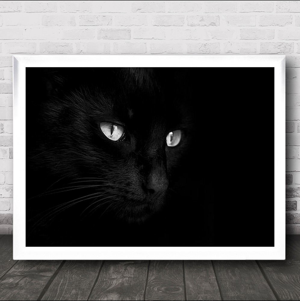 St Spithas Cat Studio Dark Focus Cats Eyes Low Key Low-Key Wall Art Print