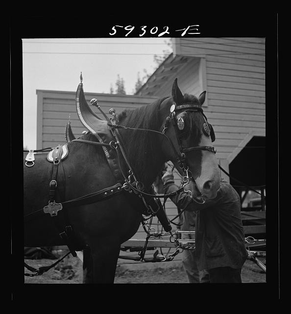 Photo:Mitchell Nebraska 1941 Anheuser Busch Horse Team County Fair?