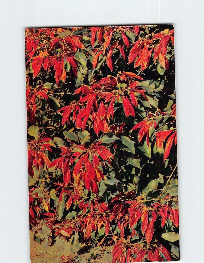 Postcard Beautiful Poinsettias in Florida USA