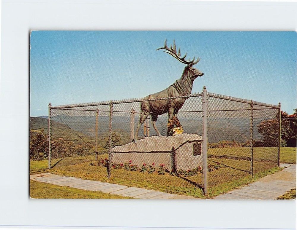 Postcard The Elk Mohawk Trail Berkshire Hills Florida Massachusetts USA