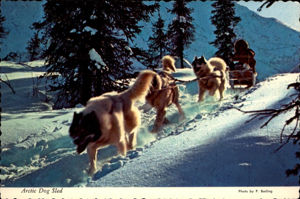 Arctic Dog Sled Anchorage Alaska vintage postcard r801