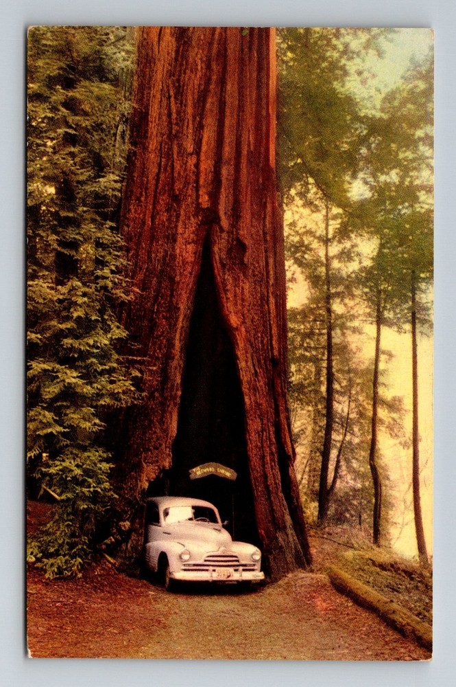 Myers Flat, CA-California, Redwood Shrine Drive-Thru Tree Vintage Postcard