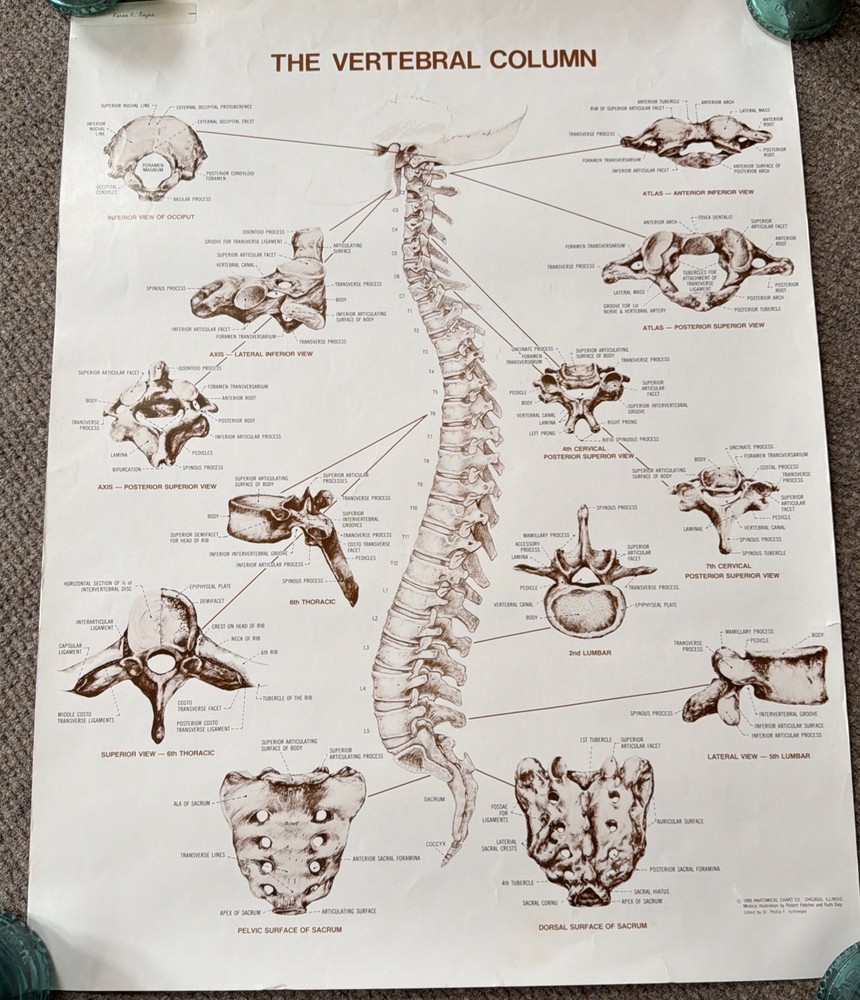 VTG Vertebral Column Human Spine Anatomical Chart educational Anatomy Poster