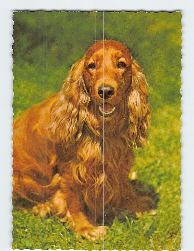 Postcard Cocker Spaniel Dog