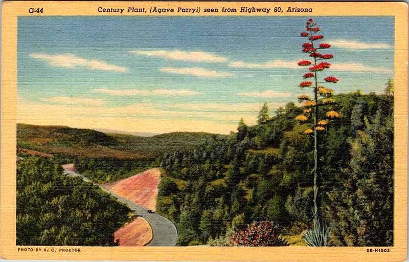 Postcard HIGHWAY SCENE Between Globe & Show Low Arizona AZ m/09 AO9981