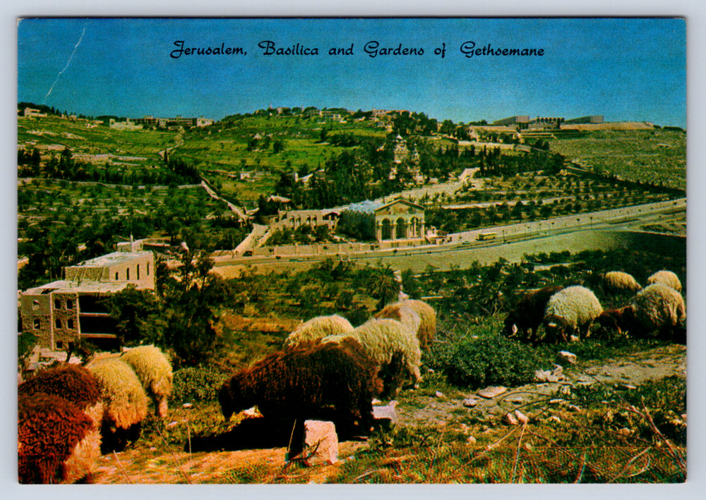 Vintage Postcard Jerusalem Old City Basilica Gardens of Gethsemane