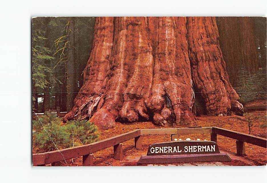 Postcard General Sherman Tree Giant Sequoia California USA North America