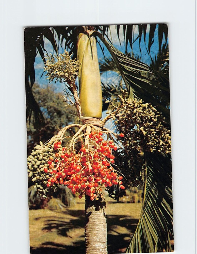 Postcard Christmas palm Fairchild Tropical Garden Coral Gables Florida USA