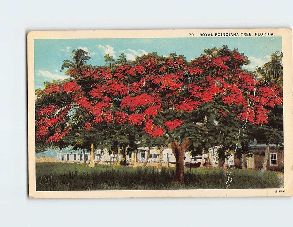 Postcard Royal Poinciana Tree Florida USA