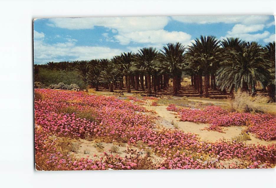 Postcard Sand Verbenas on the Desert Palm Springs California USA