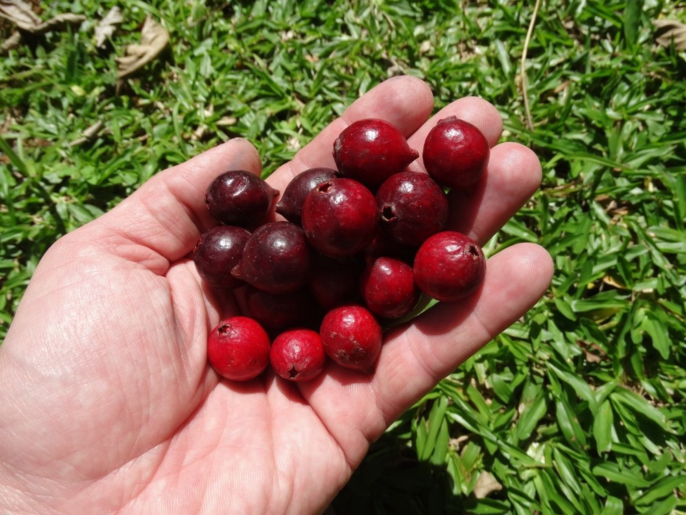 Psidium sp Palhoça