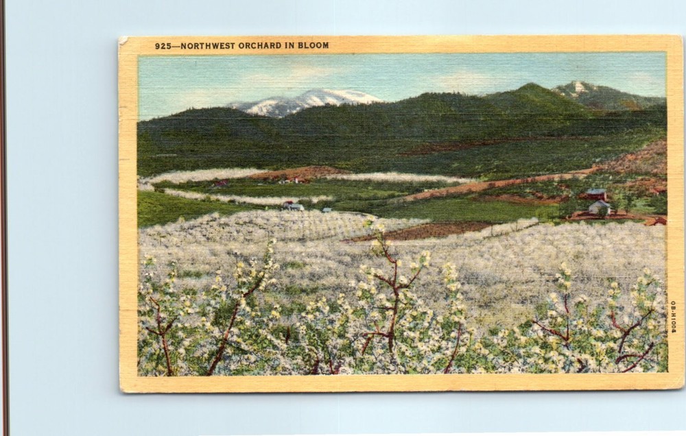 Postcard - Northwest Orchard In Bloom