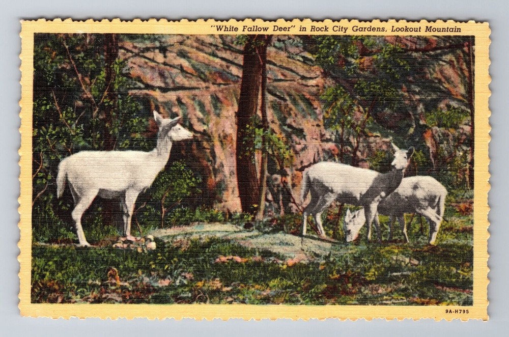 Rock City TN-Tennessee, White Fallow Deer, Lookout Mt., Antique Vintage Postcard