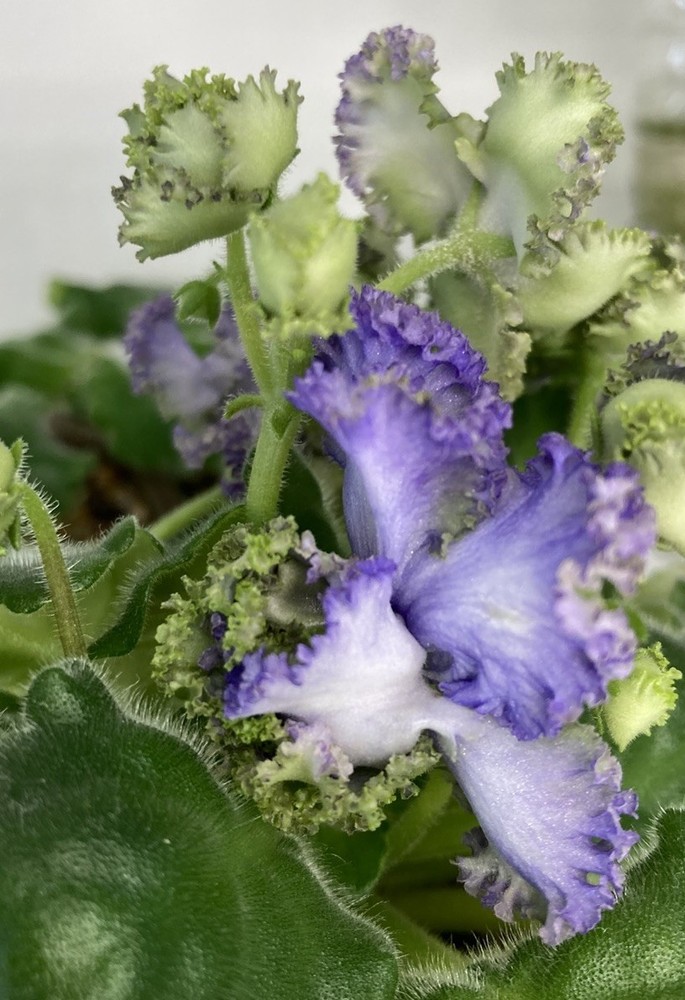 African Violet PLANT ~ AV-LYAGUSHONOK (Little frog) Starter Very Rare