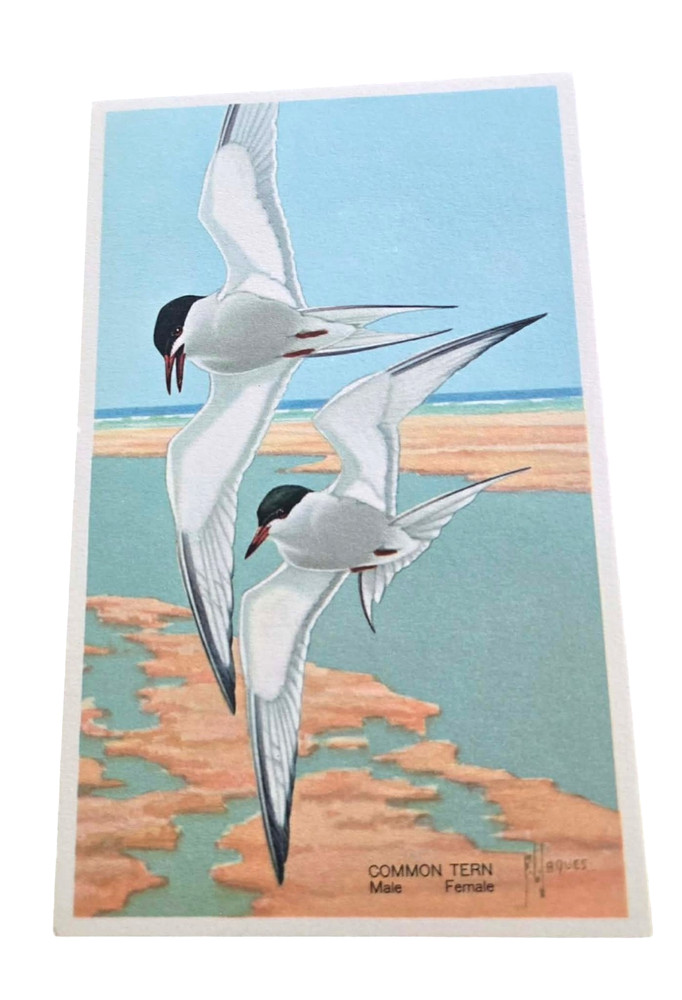 1939 Wildlife Post Card Series Common Terns Male & Female Birds Postcard