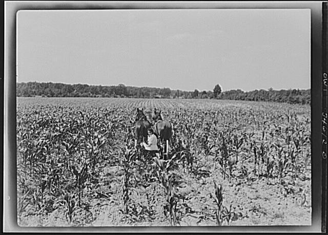 Photo:Horse Team in Cornfield 1910s Rural Farm Scene