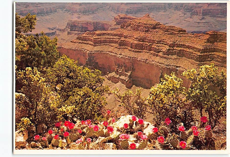 Postcard Spring On The North Rim Grand Canyon National Park Arizona USA