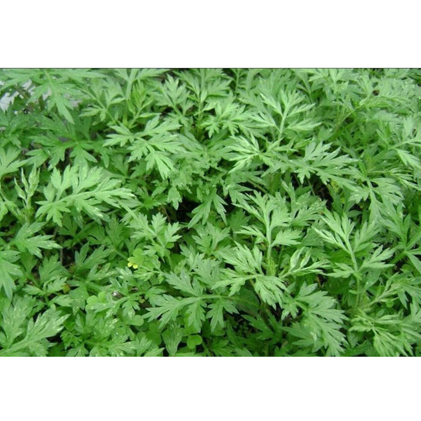 100 Wormwood Seeds, Artemisia absinthium, Absinthe Herb, Bitters, Medicinal-image