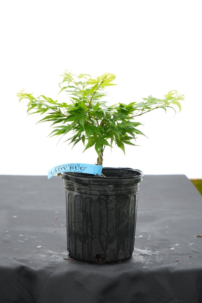 Acer palmatum 'Lady Bug' Japanese Maple 1 Gallon