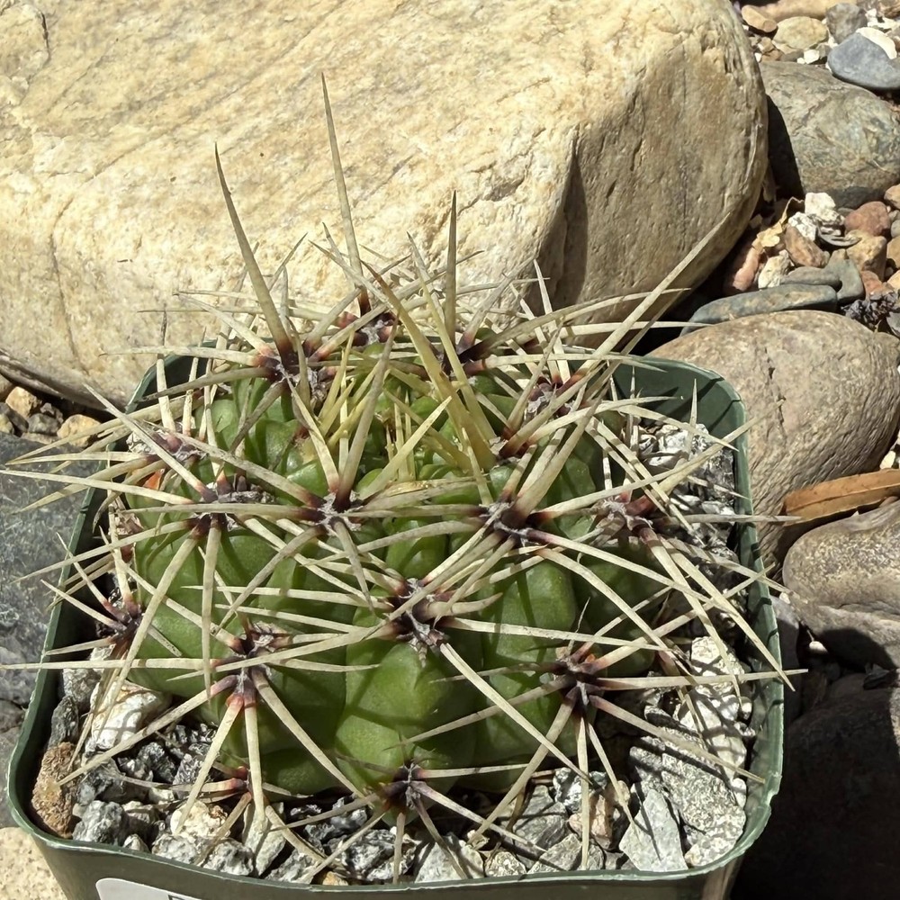 Gymnocalycium multiflorum