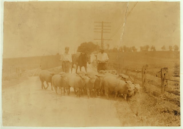 Photo:Winchester Kentucky 1916 Sheep Drive Gartland Boy Farmers Hotel