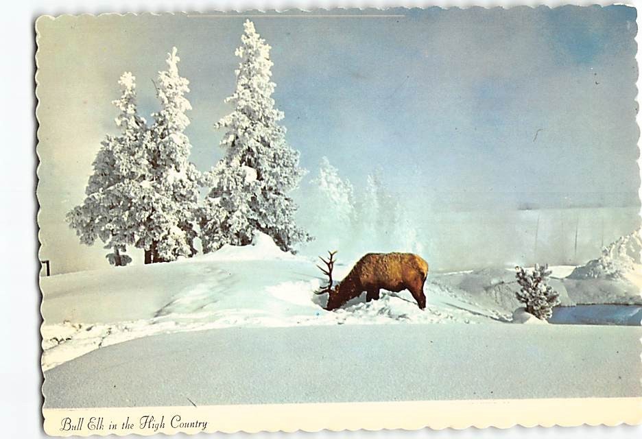 Postcard Bull Elk in the High Country