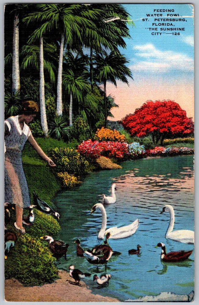 Vtg Linen Postcard Feeding Water Fowl St Petersburg, FL 1930s