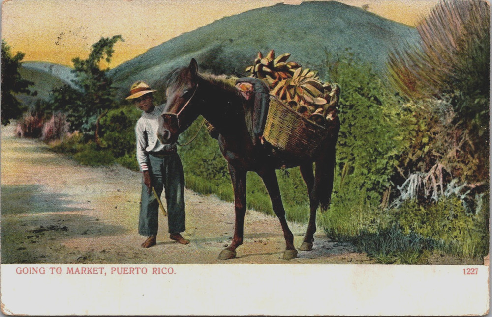 Going to Market Boy Horse Baskets Puerto Rico Postcard c1900s
