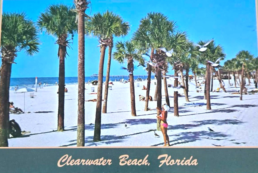 Clearwater Beach Postcard with White Sand, Palm Trees
