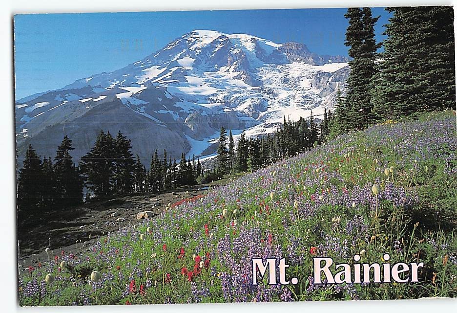 Postcard Mt. Rainier National Park Washington USA