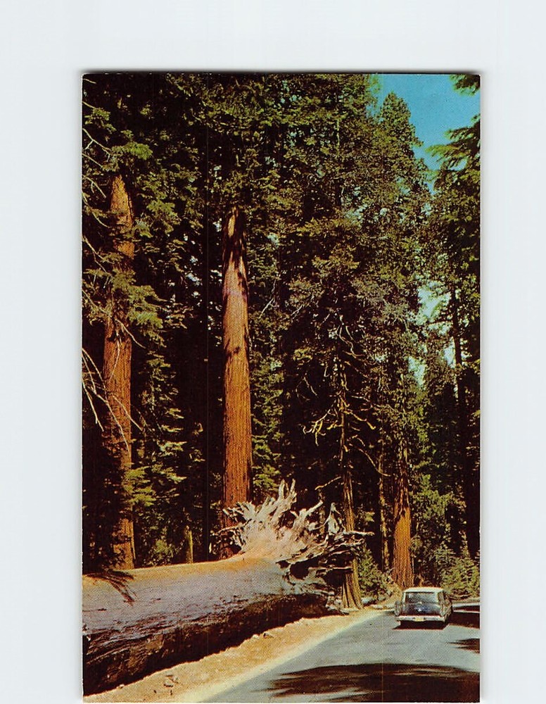 Postcard Fallen Monarch Mariposa Grove Yosemite National Park California USA