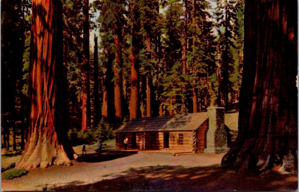 1949 Yosemite Mariposa Grove Log Cabin Giant Sequoia Trees Chrome Postcard