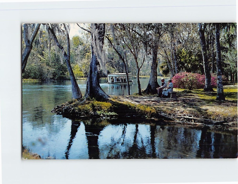 Postcard A Beautiful Florida Scene Along Silver River Silver Springs USA