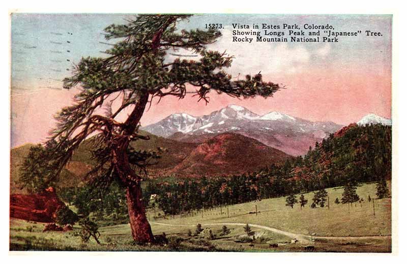 Postcard SCENE Rocky Mountain National Park Colorado CO m/09 AP3847