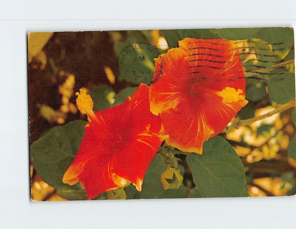 Postcard Hibiscus Blossoms Hawaii USA