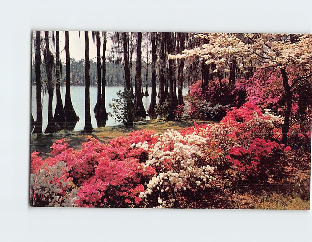 Postcard Display of Azaleas and White Dogwood in Florida USA