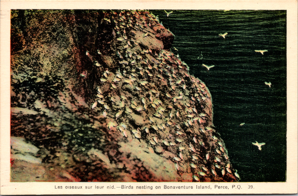 Birds Nesting On Bonaventure Island Perce Quebec Canada Vintage Postcard