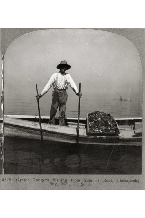 Oyster Tongers Fishing from Side of Boat,Chesapeake Bay,Maryland,MD,c1905